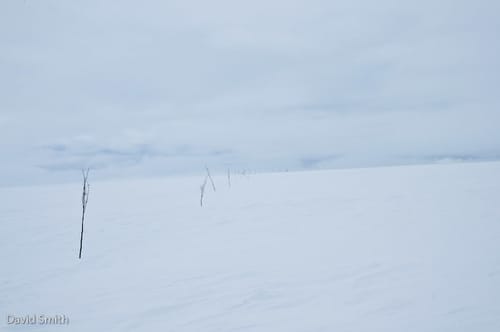 Twig-trails