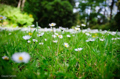 Daisies