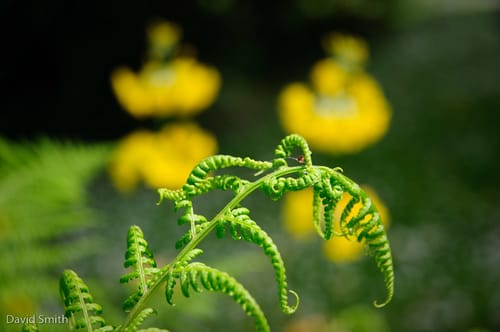Fern