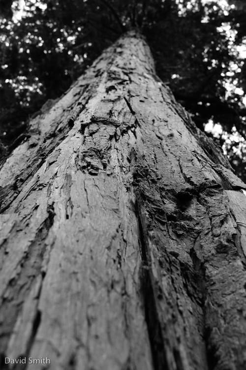Bark