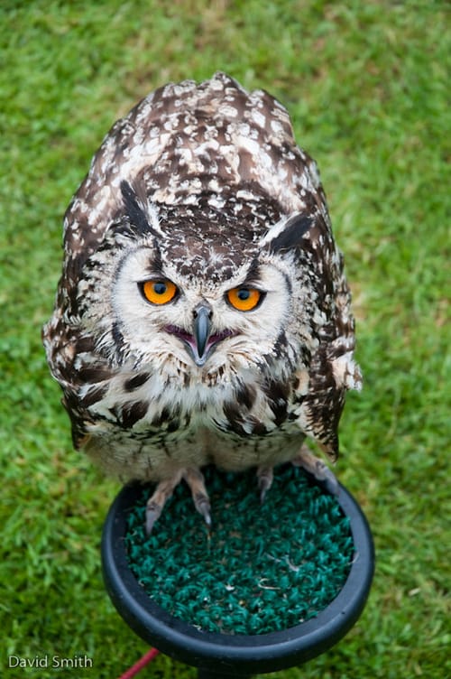Smaller Eagle Owl