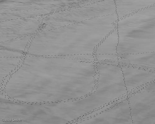 Footprints in the sand