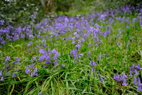 2021-5-22_chesterfield_bluebells_walk_DSCF0417