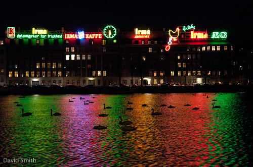 Neon Swans
