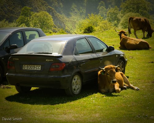 Animal/Machine